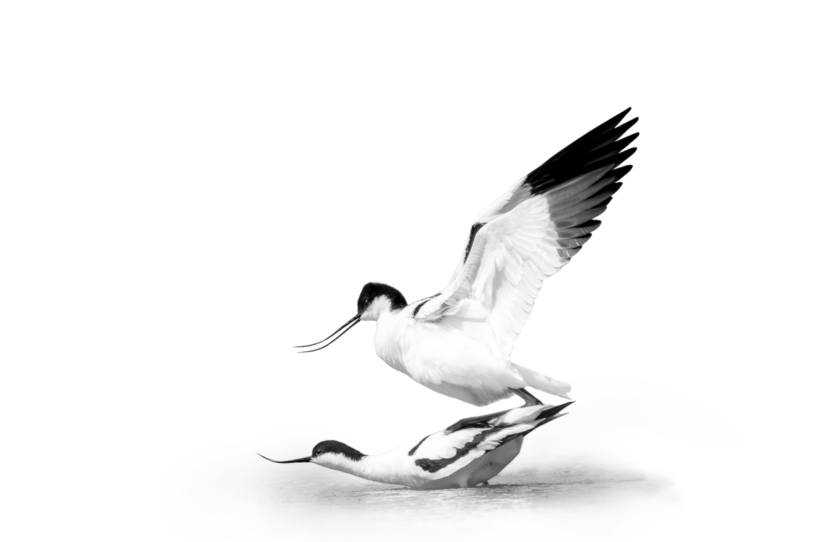 Avocettes élégantes