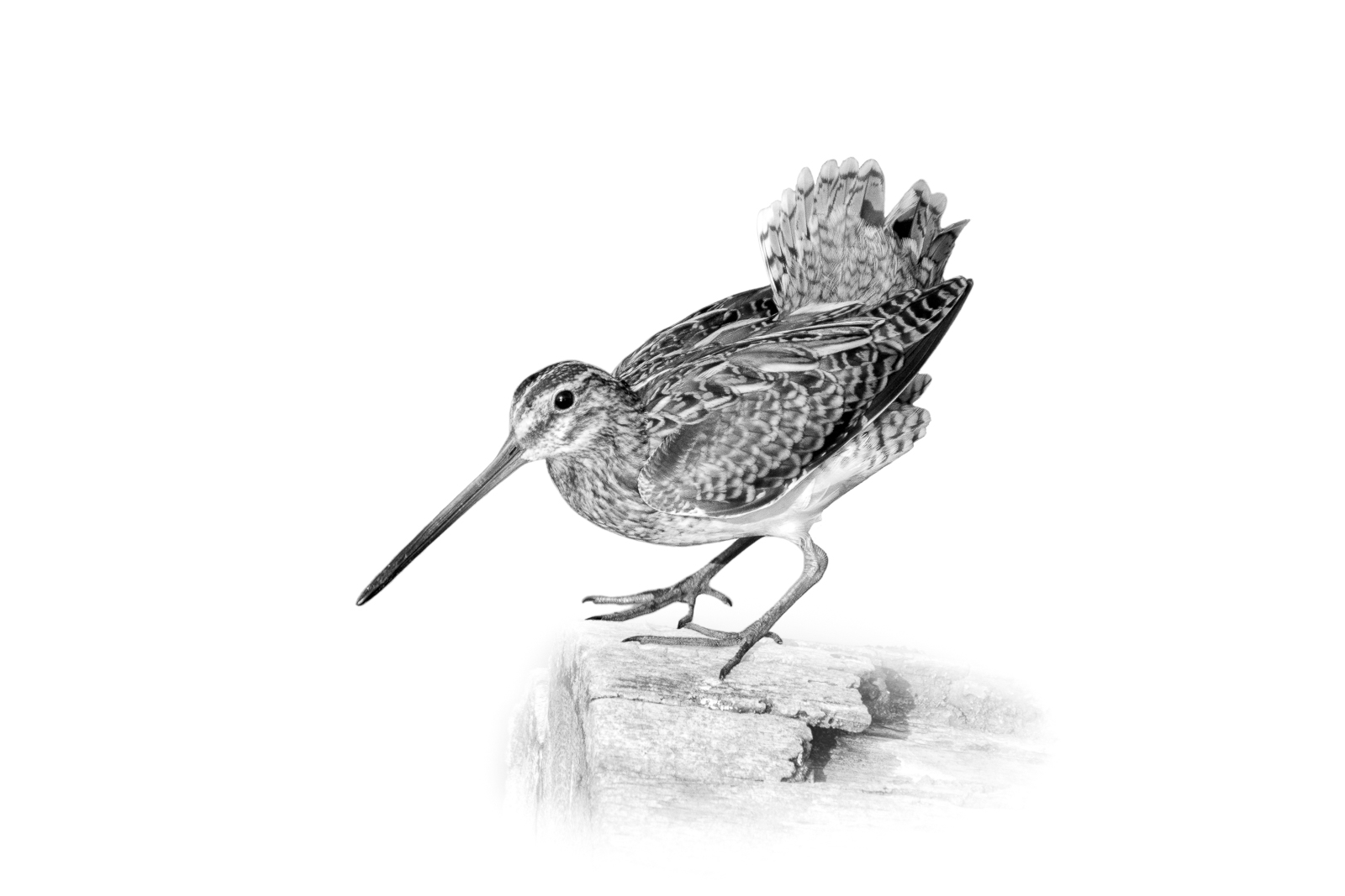 Bécassine des marais