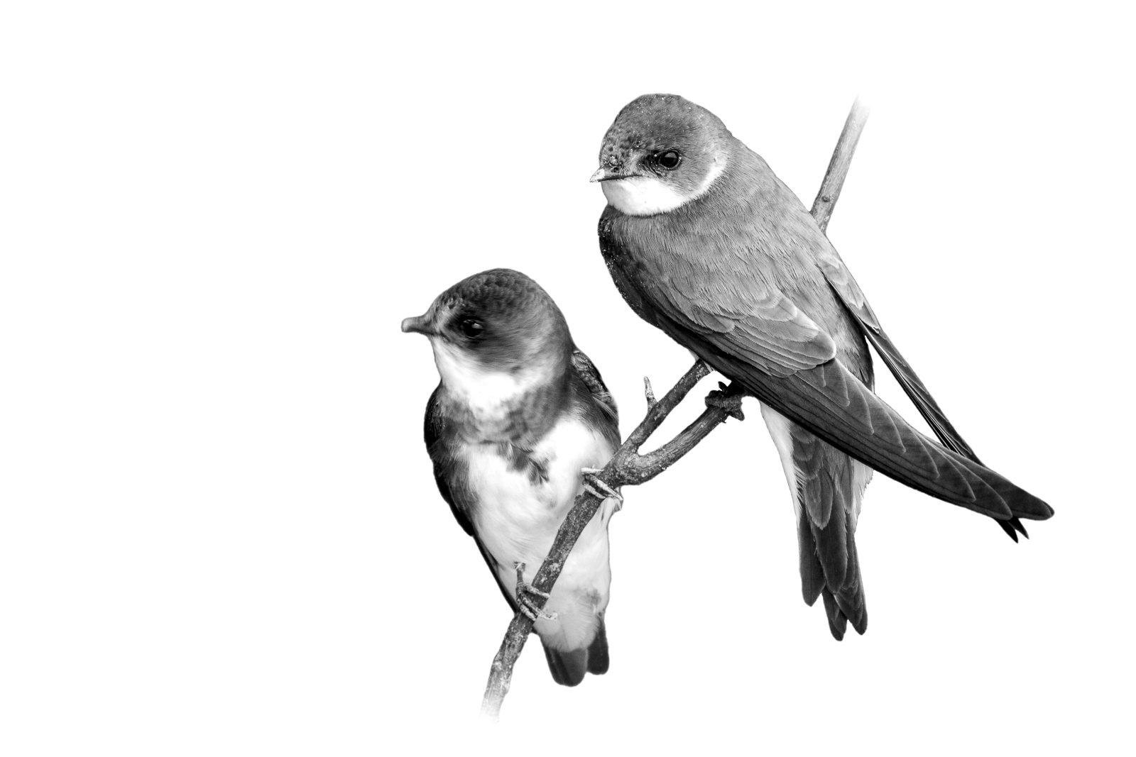 Hirondelles de rivage