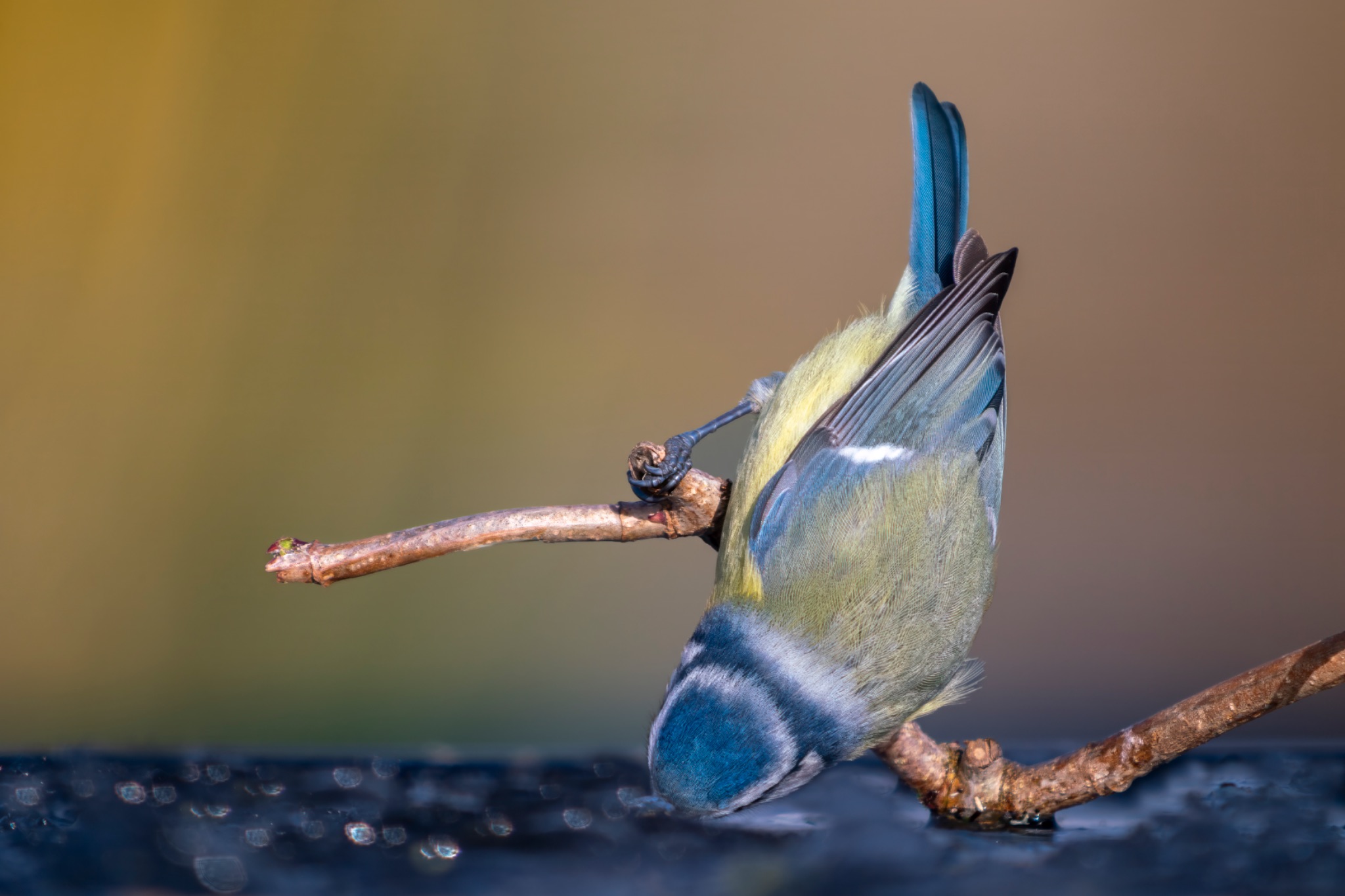 Mésange bleue